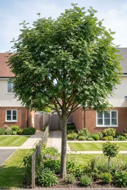 Sorbus 'Red Robin' Halfstam