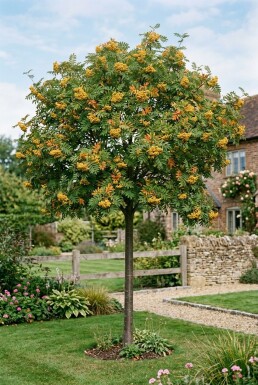 Sorbus 'Sunshine' Op stam