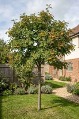 Sorbus 'Sunshine' Op stam