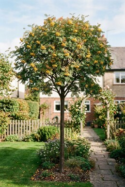 Sorbus 'Sunshine' Halfstam