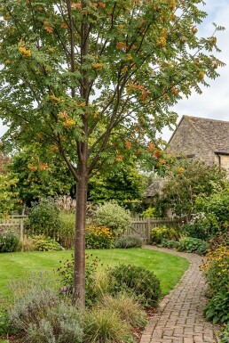 Sorbus 'Sunshine' Halfstam