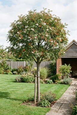 Sorbus 'White Magic' Halfstam