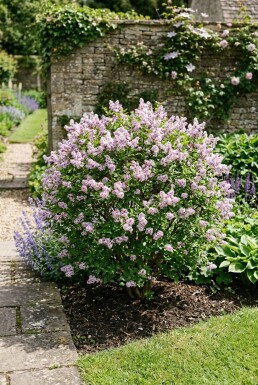 Syringa meyeri 'Palibin'