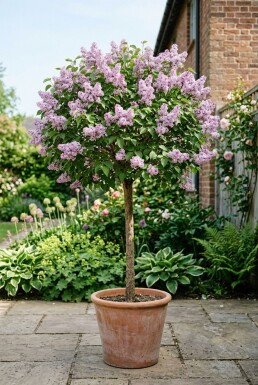Syringa meyeri 'Palibin' op stam