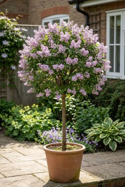 Syringa meyeri 'Palibin' op stam