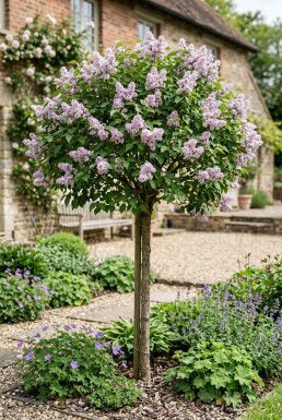 Syringa meyeri 'Palibin' Halfstam