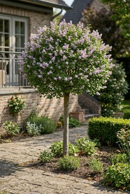 Syringa meyeri 'Palibin' Halfstam