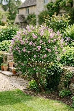 Syringa meyeri 'Palibin' Solitair
