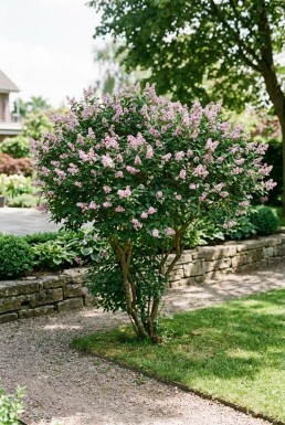 Syringa meyeri 'Palibin' Solitair