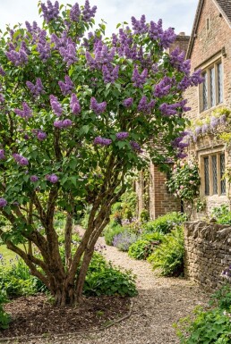 Syringa vulgaris 'Ruhm von Horstenstein' Meerstammig