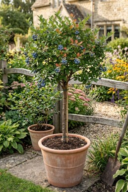 Vaccinium corymbosum 'Bluegold' Stok