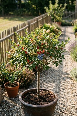 Vaccinium corymbosum 'Bluegold' Stok