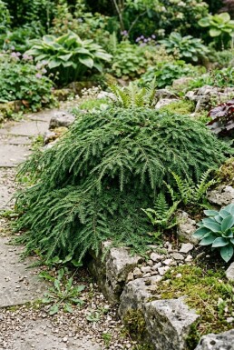 Tsuga canadensis 'Cole's Prostrate'