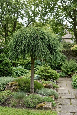 Tsuga canadensis 'Cole's Prostrate' Halfstam