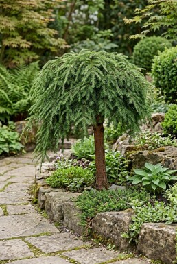 Tsuga canadensis 'Cole's Prostrate' Halfstam