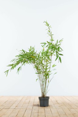 Bamboe / Fargesia Nitida 60-80 cm