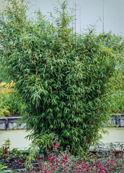 Bamboe / Fargesia Nitida 60-80 cm