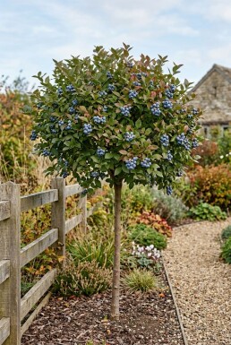 Vaccinium corymbosum 'Bluecrop' Stok