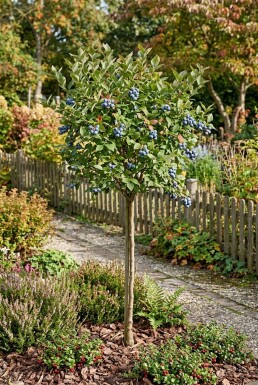 Vaccinium corymbosum 'Bluecrop' Stok