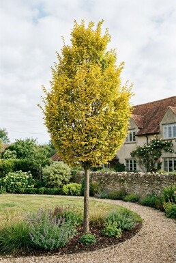 Ulmus hollandica 'Wredei' Halfstam