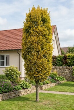 Ulmus hollandica 'Wredei' Halfstam