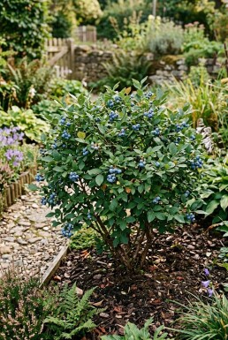 Vaccinium corymbosum angustifolium 'Aino' Struik