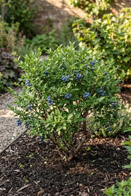Vaccinium corymbosum angustifolium 'Aino' Struik