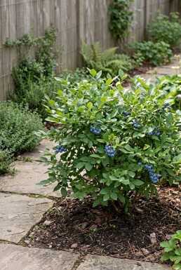 Vaccinium corymbosum angustifolium 'Alvar' Struik