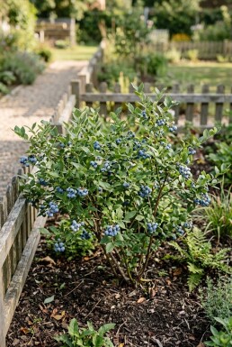 Vaccinium corymbosum angustifolium 'Jorma' Struik