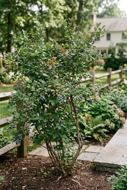 Vaccinium corymbosum 'Aurora' Struik