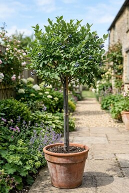 Vaccinium corymbosum 'Becky Blue' Stok