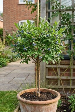 Vaccinium corymbosum 'Becky Blue' Stok