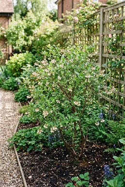 Vaccinium corymbosum 'Bluecrop'