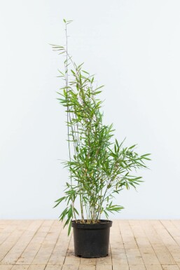 Bamboe / Fargesia Nitida 80-100 cm