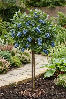 Vaccinium corymbosum 'Bluejay' Stok