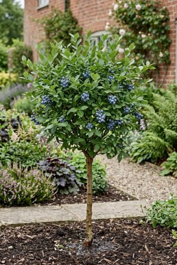Vaccinium corymbosum 'Bluejay' Stok