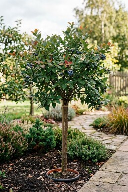Vaccinium corymbosum 'Duke' Stok