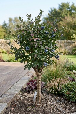 Vaccinium corymbosum 'Duke' Stok