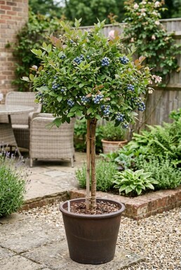 Vaccinium corymbosum 'Goldtraube' Stok