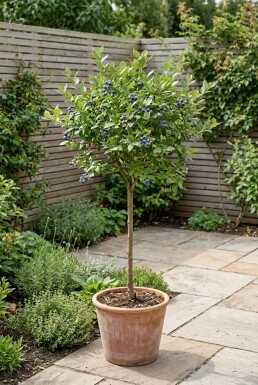 Vaccinium corymbosum 'Goldtraube' Stok