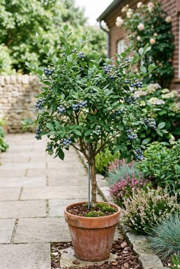 Vaccinium corymbosum 'Goldtraube 23' Stok