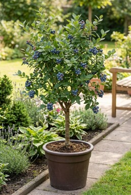 Vaccinium corymbosum 'Goldtraube 23' Stok