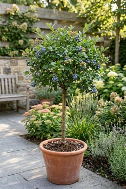 Vaccinium corymbosum 'Goldtraube 71' Stok