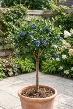 Vaccinium corymbosum 'Goldtraube 71' Stok