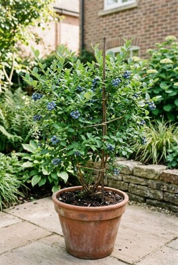 Vaccinium corymbosum 'Hortblue Petite' Stok