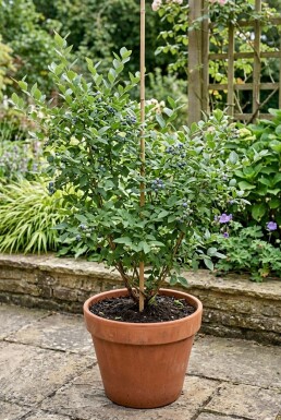 Vaccinium corymbosum 'Hortblue Petite' Stok