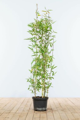 Bamboe / Fargesia Nitida 100-125 cm