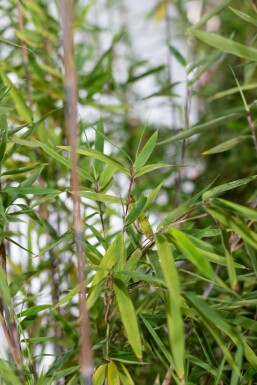 Bamboe / Fargesia Nitida 100-125 cm