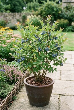 Vaccinium corymbosum 'Hortblue Petite' Struik