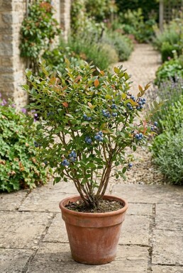 Vaccinium corymbosum 'Hortblue Petite' Struik